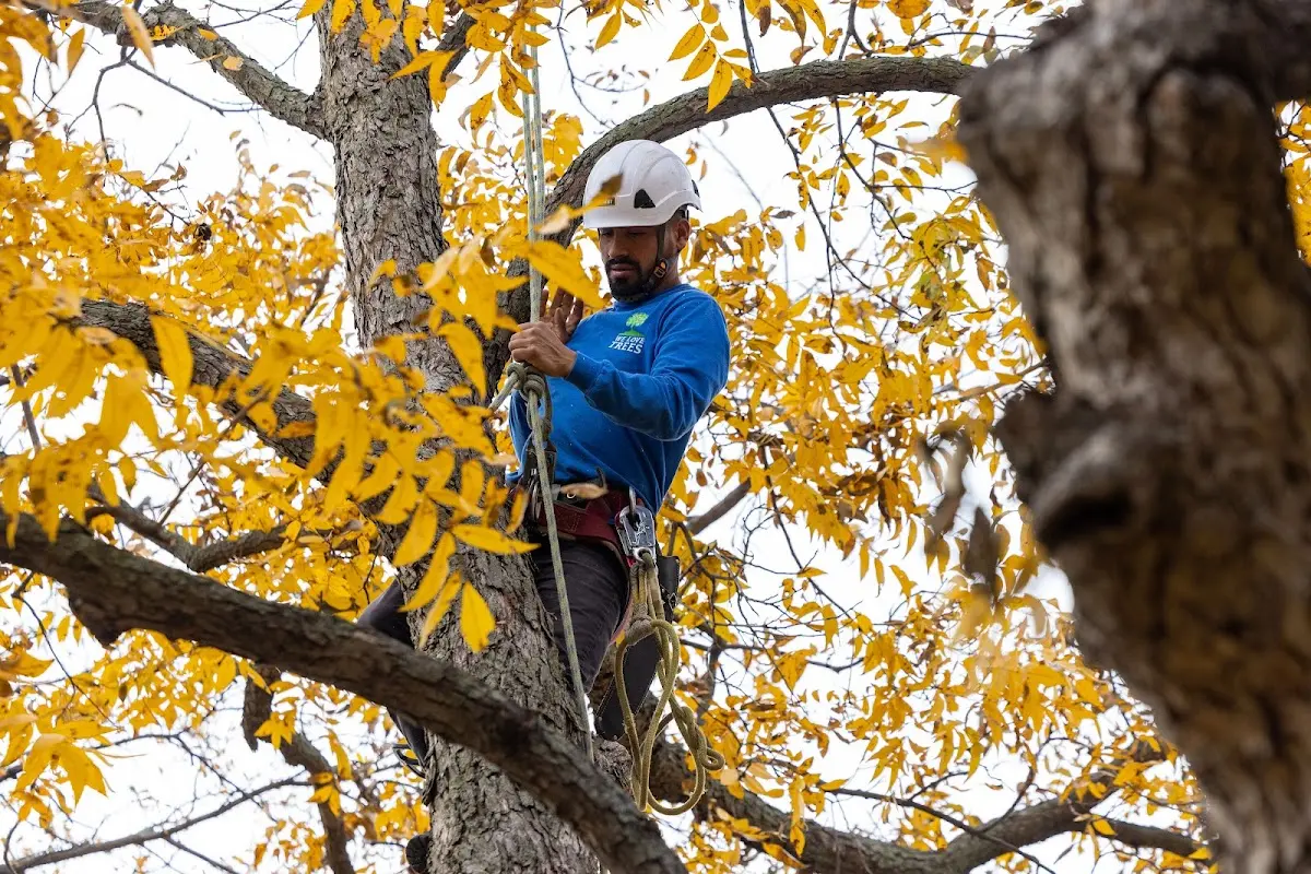 Skilled Tree Planing crew working in Blomkest